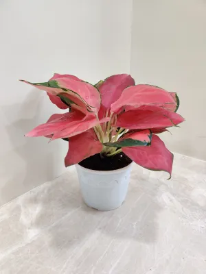 Aglaonema China Red: Lush Exotic Indoor Plant for Your Space