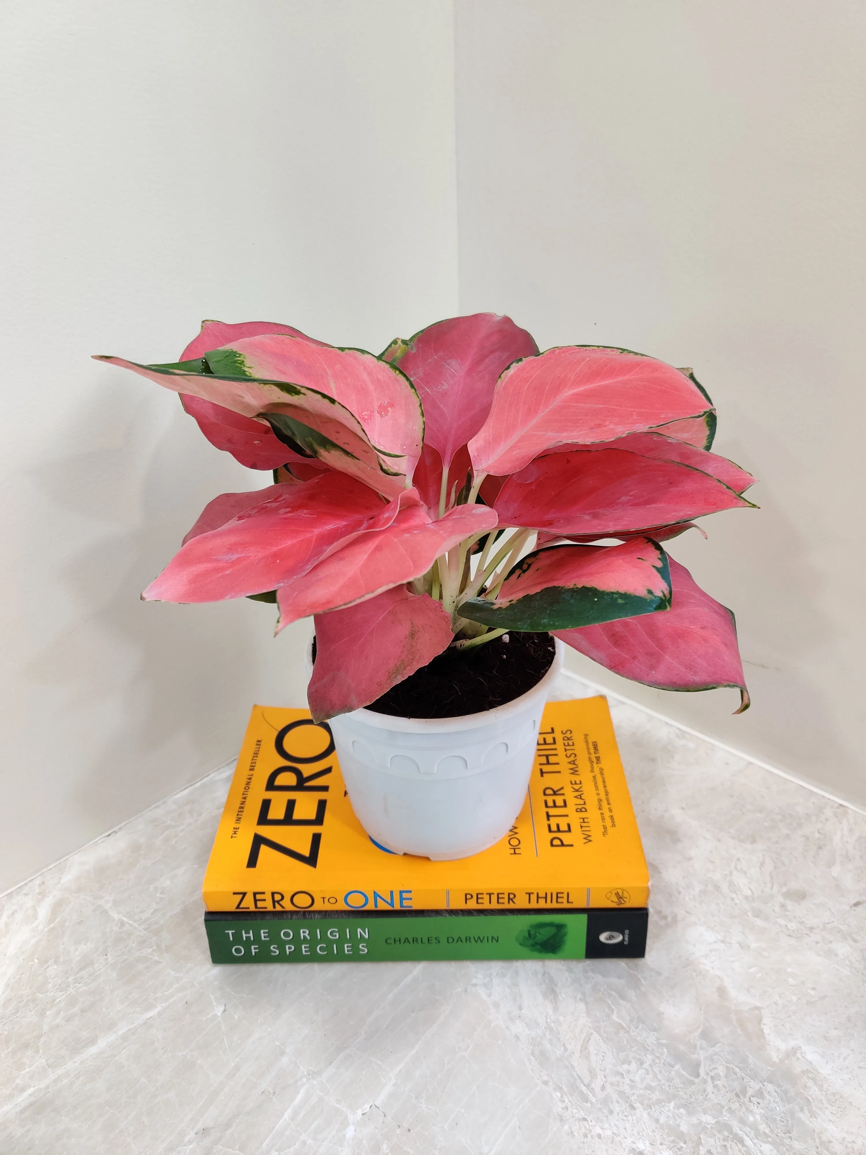 Aglaonema China Red: Lush Exotic Indoor Plant for Your Space