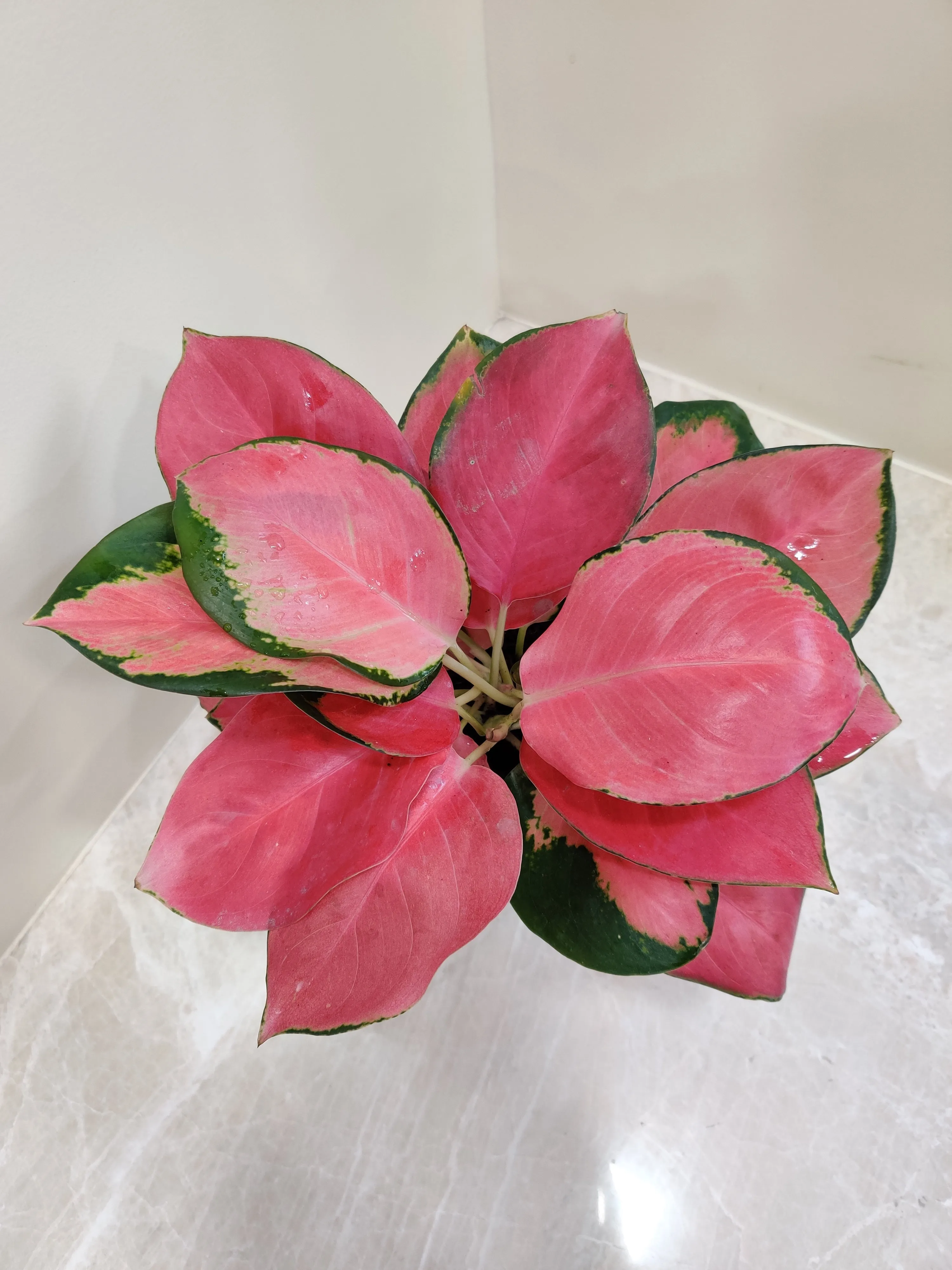 Aglaonema China Red: Lush Exotic Indoor Plant for Your Space