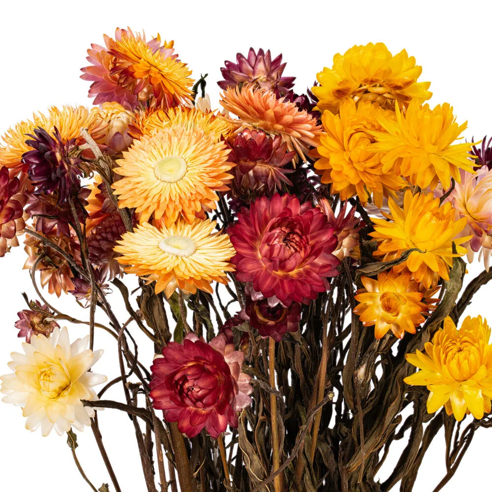 Dried Natural Assorted Straw Flower